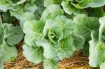 Closeup Cabbage Stock Photo