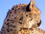 Cheetah Closeup In South Africa Stock Photo