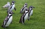 Humboldt Penguin (spheniscus Humboldti) Stock Photo