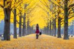 Beautiful Girl With Yellow Leaves In Nami Island, Korea. Nami Island In Autumn Stock Photo