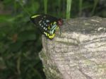 Black, Green, Yellow, Blue And Red Butterfly Perched On Stone Stock Photo