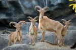 Barbary Sheep Stock Photo