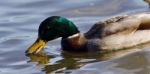 Beautiful Postcard With A Mallard Swimming In Lake Stock Photo