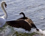 Amazing Photo Of The Epic Fight Between A Canada Goose And A Swan Stock Photo