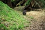 Tasmanian Devil Found During The Day In Tasmania Stock Photo