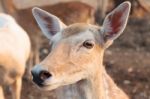 Female Wild Dear Head Stock Photo