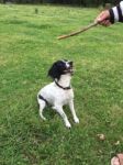 Spaniel Looking Up At A Stick Ready To Jump Stock Photo