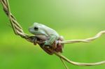 Dumpy Frogs, Dumpy Tree Frogs On Twigs Stock Photo