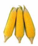 Corn Stock Photo