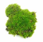 Green Moss On White Background Stock Photo