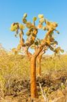 Cactus Trees In Galapagos Islands Stock Photo