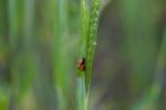 Ladybug Stock Photo