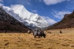 Yaks At The Field Stock Photo