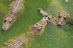 Crocodile Breeding Farm In Siem Reap, Cambodia Stock Photo