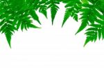 Fern Leaves On White Background Stock Photo