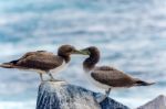 Juvenile Nazca Booby In Galapagos Stock Photo