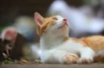 An Adorable Brown Cat Lying Outdoor Stock Photo