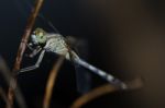 
Dragonfly Wings Perched On Twigs Warm Sunshine Stock Photo