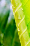 Dew On A Green Leaf Beautifully Detailed Stock Photo