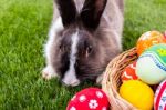 Rabbit And Easter Eggs In Green Grass Stock Photo