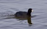 Beautiful Background With Amazing American Coot In The Lake Stock Photo