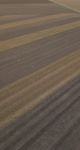 Cotton Field In The Countryside Stock Photo