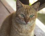 Cat With Bright Green Eyes Stares At You Stock Photo