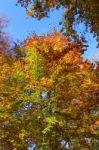 Beech In Autumn Stock Photo