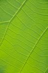 Leaf Background Stock Photo