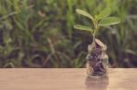 Plant Growing In Savings Coins Stock Photo