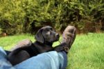 Black Labrador Puppy Stock Photo