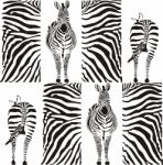 Zebra Stock Photo