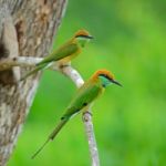 Little Green Bee-eater Stock Photo