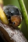 Mealybug Destroyer Stock Photo