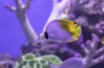 Colorful Fish In The Sea Background The Coral , Thailand Stock Photo