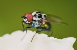 Interesting Fly In Spots Stock Photo