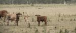 Country Cows Stock Photo