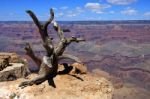 On The Canyon Edge Stock Photo