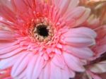 Gerbera Flower Stock Photo