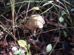 Collection And Preparation Of Autumn Edible Mushrooms Stock Photo