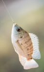 Nile Tilapia Fish Hanging On Hook Stock Photo