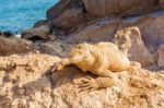 Galapagos Yellow Land Iguana Stock Photo