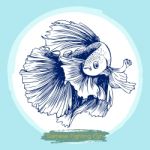 Illustration Of Betta Splendens, Siamese Fighting Fish Stock Photo