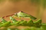 Southern Green Stinkbug (nezara Viridula) Stock Photo