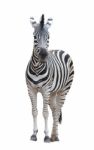 Zebra Isolated Stock Photo