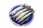 Atlantic Mackerel Stock Photo