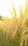 Rice Field In Thailand Stock Photo