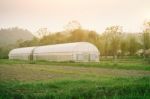 Plant Nursery Of Organic Vegetable Surrounded Stock Photo