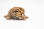 Bengal Kitten On White Background Stock Photo