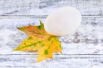 Duck Egg And Yellow Maple Leaf Stock Photo